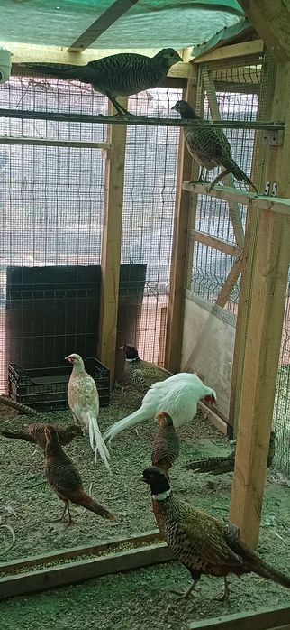 Fazani de mai multe rase