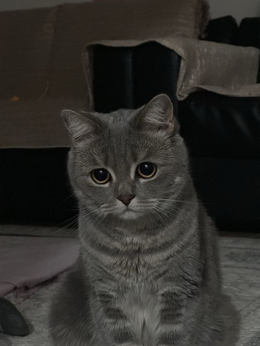 Шотландская кошка