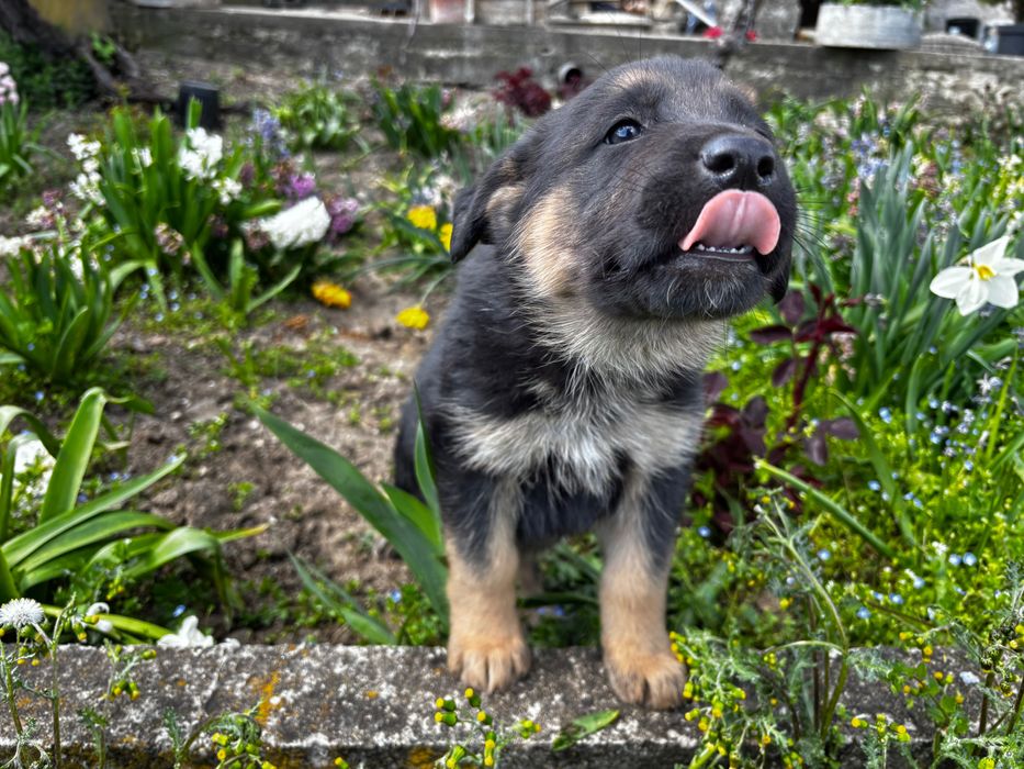 Чистокръвни немски овчарки