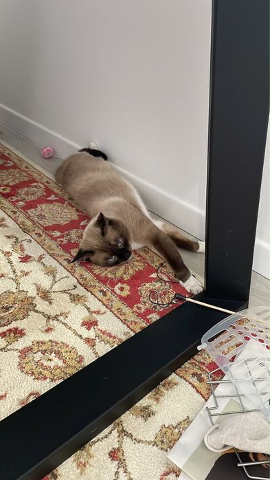 Отдам котика в хорошие руки