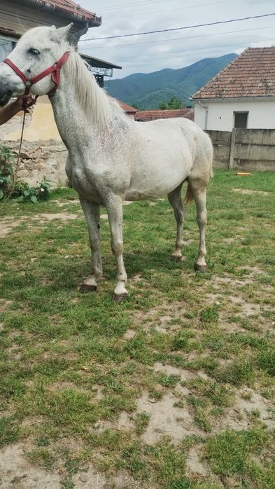 Vând cal cuminte și garantat