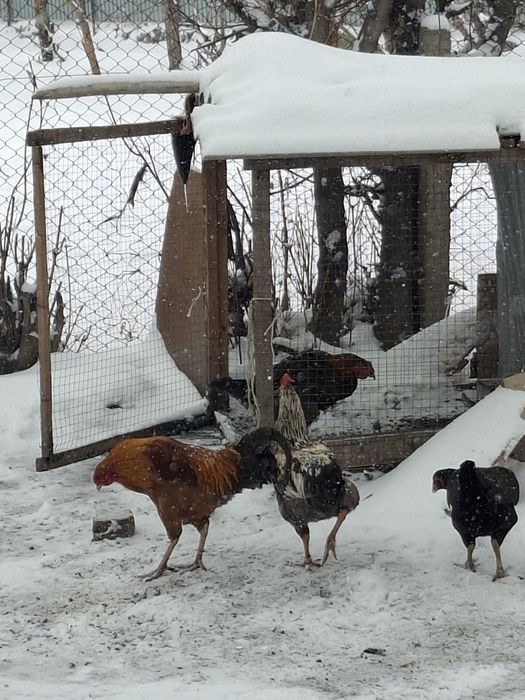 Продам домашних петухов