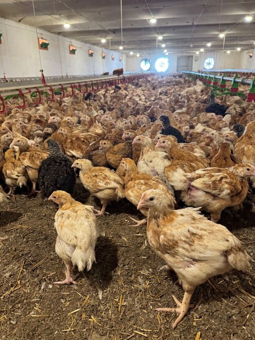 Pui rasă mixtă si pui albi de carne