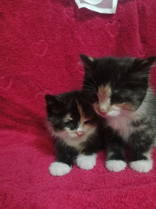 Отдам  котят в добрые руки