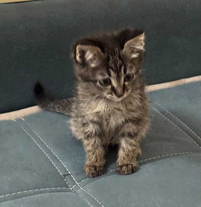 Милые, игривые котята!