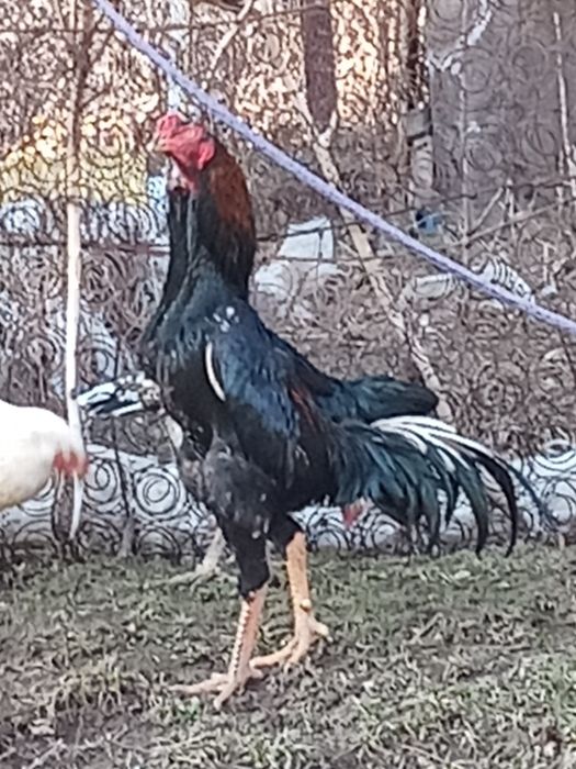 Продам  петуха бойцовый или обмен га домашних кур