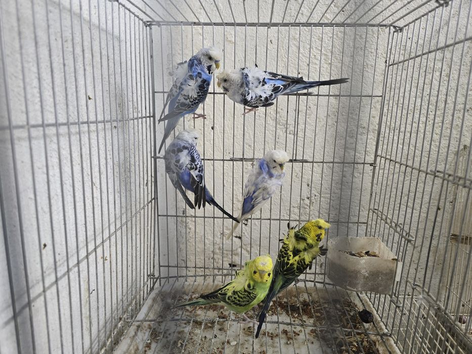 Бабичка или хагоромы