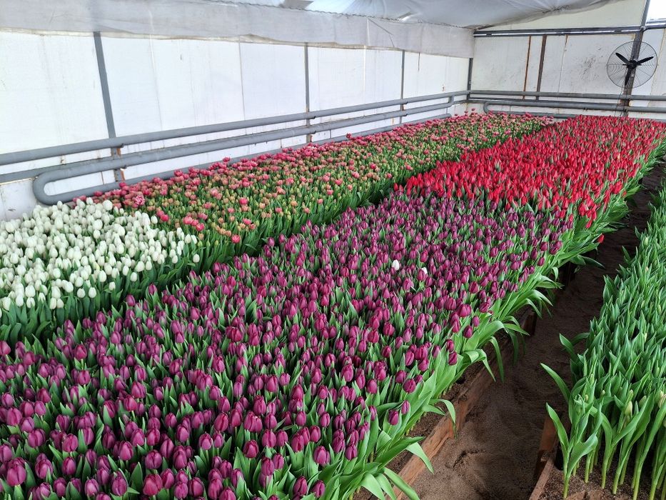Тюльпаны к 8 марта оптом и в розницу!