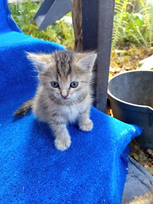 Отдам котят в хорошие руки.