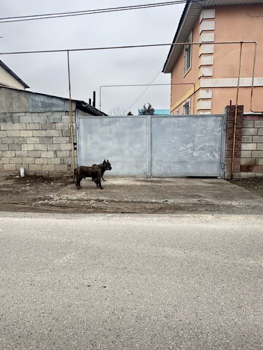 СТАФФОРДЫ!! Парочка! Потеряшки!