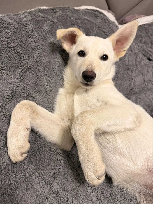 Собачка ( звоночик )