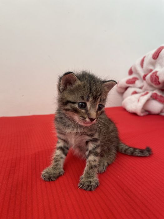 Котенок, девочка