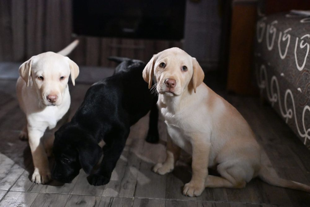 Labrador retriever  !