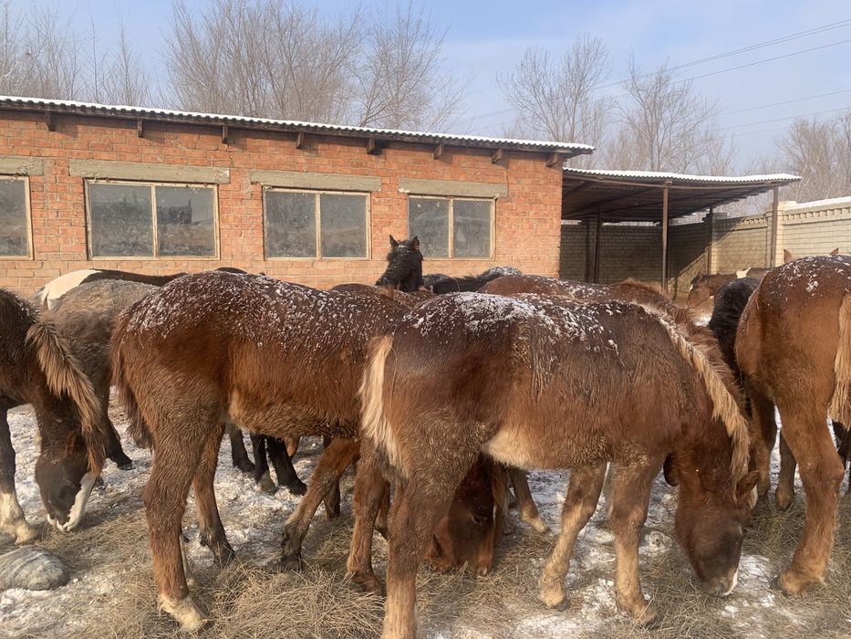 Жабағылар сатылады/ Лошади годовалые
