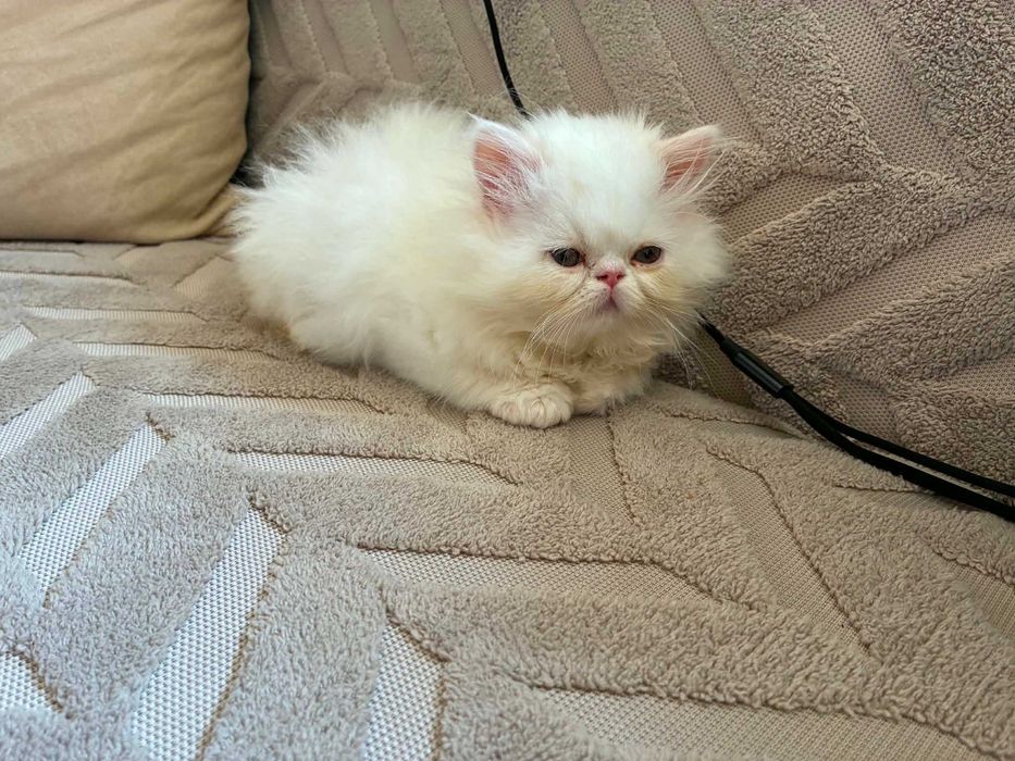 Персийски котенца