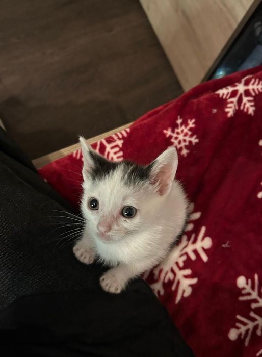 Pisici pentru adopție!