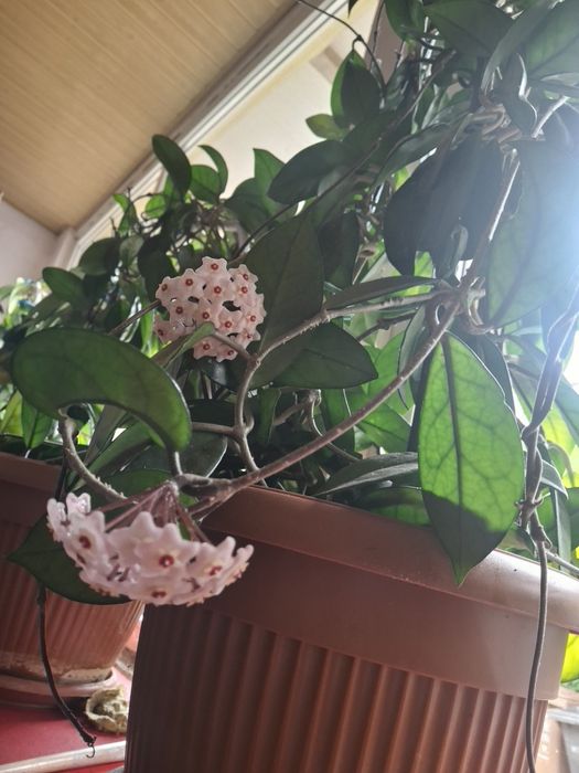 Flori hoya  diferite dimensiuni