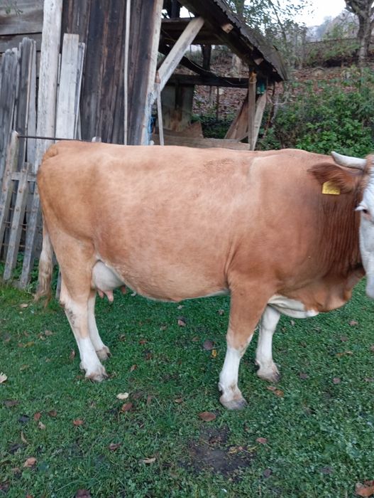 Vacă cu vițel de vânzare