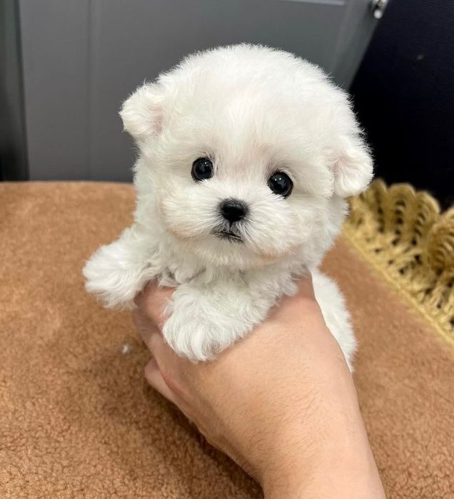Bichon Maltez mini toy