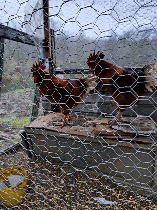 Cocoși de curte crescuți cu cereale