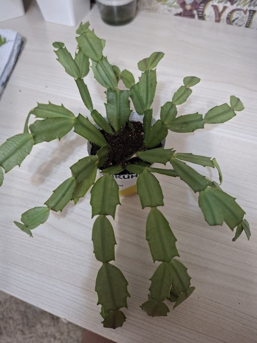 Продам комнатные цветы