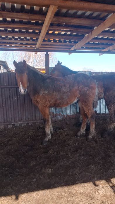 Продам двух жеребчиков