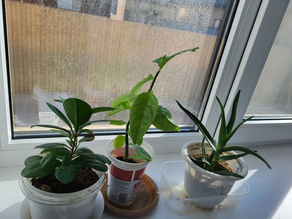 Продам домашние цветы