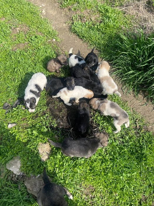 Добрые руки щенки