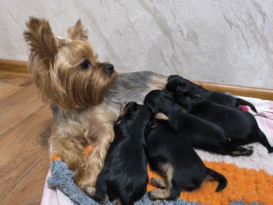 В продаже щенки Йоркширский терьер