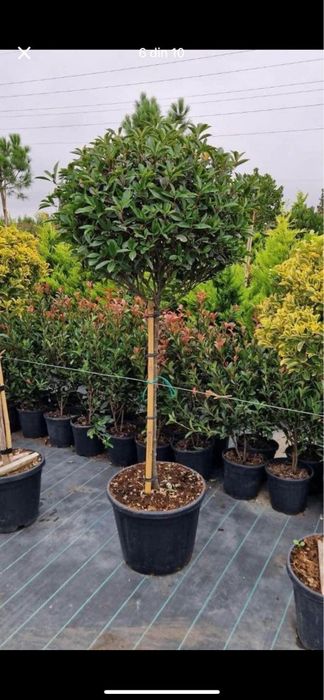 Pon pon. Spirale. Leylandii. Palmieri