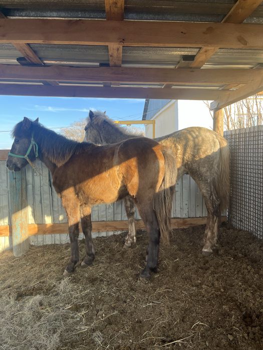 Тай сатылады еркек