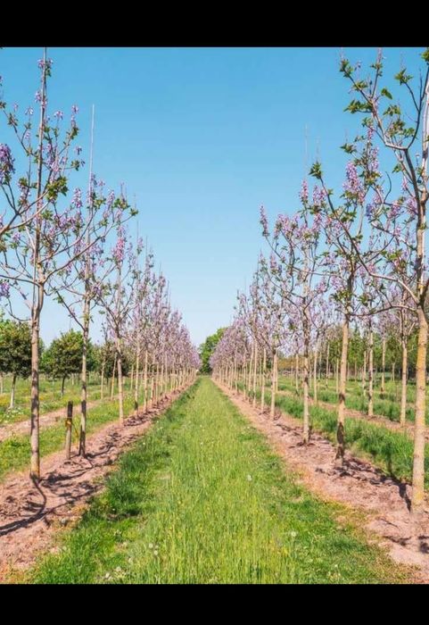 Butasi repicati Paulownia Shantong și Tomentosa, puieti anul 2