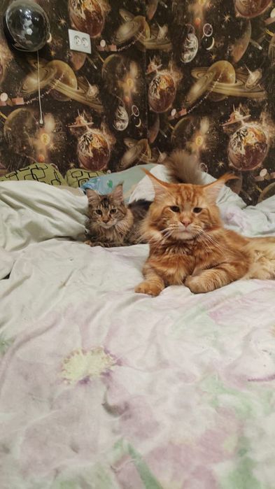 Продаются Котята Мейн куны