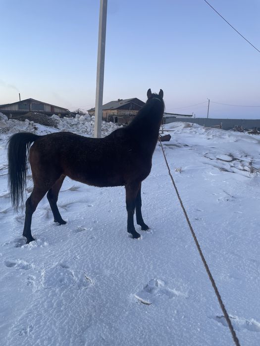 Продается жеребец