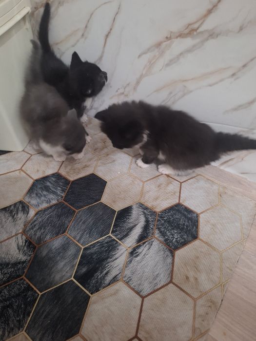 Отдам котят в доброй руки
