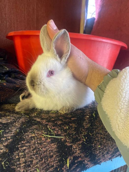 Kaliforniya quyon bolalari