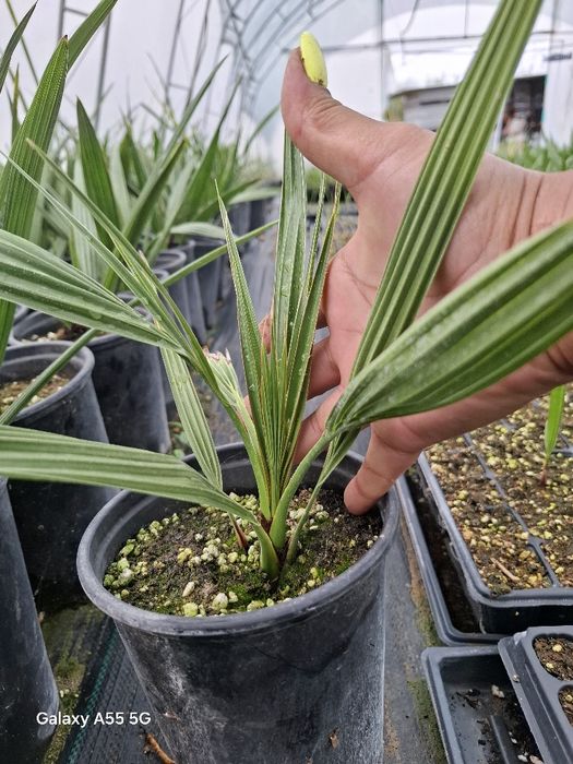 Палми  Канарска Феникс