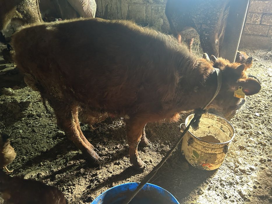 Баспак сатылады 7-8 аилык