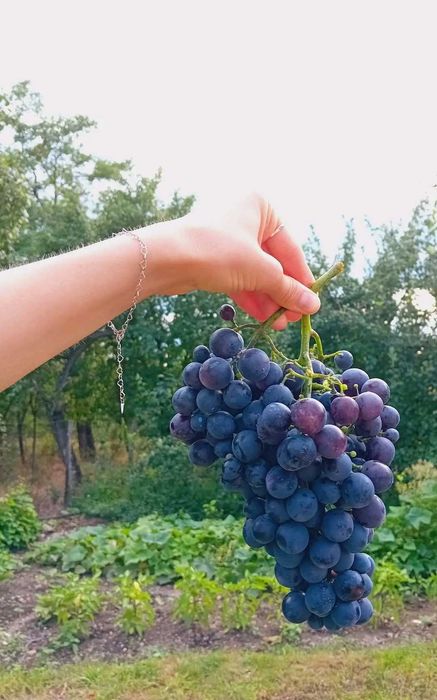 Vând drajoni de zmeură polka si stoloni căpsuni