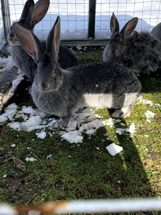 Домашние кролики, кролята