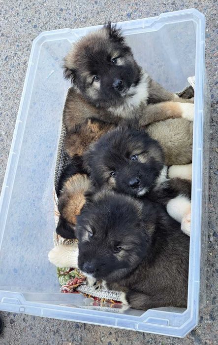 Щенки Кавказкой Овчарки