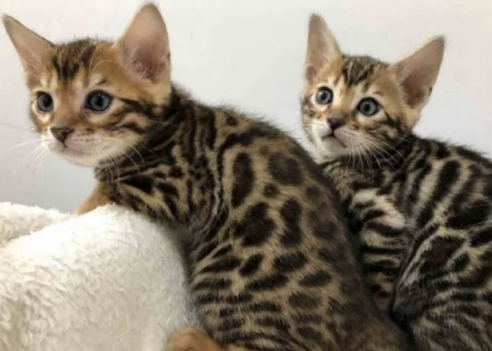 Бенгалска  котка