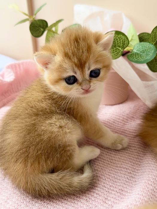 Британские котята