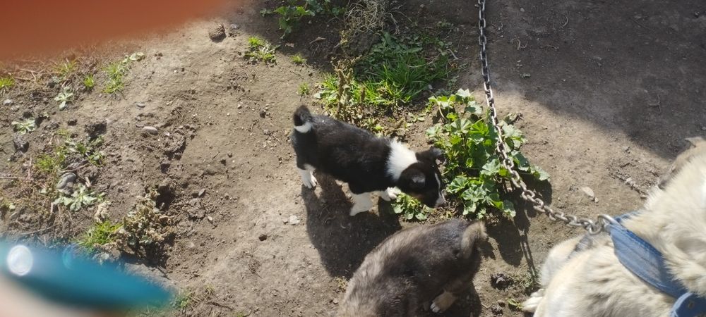 Отдам щенят в хорошие руки