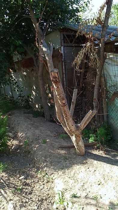 Transeksüel porno komikslarini onlayn tomosha qiling