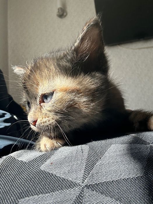 Отдам замечательных котят в добрые руки