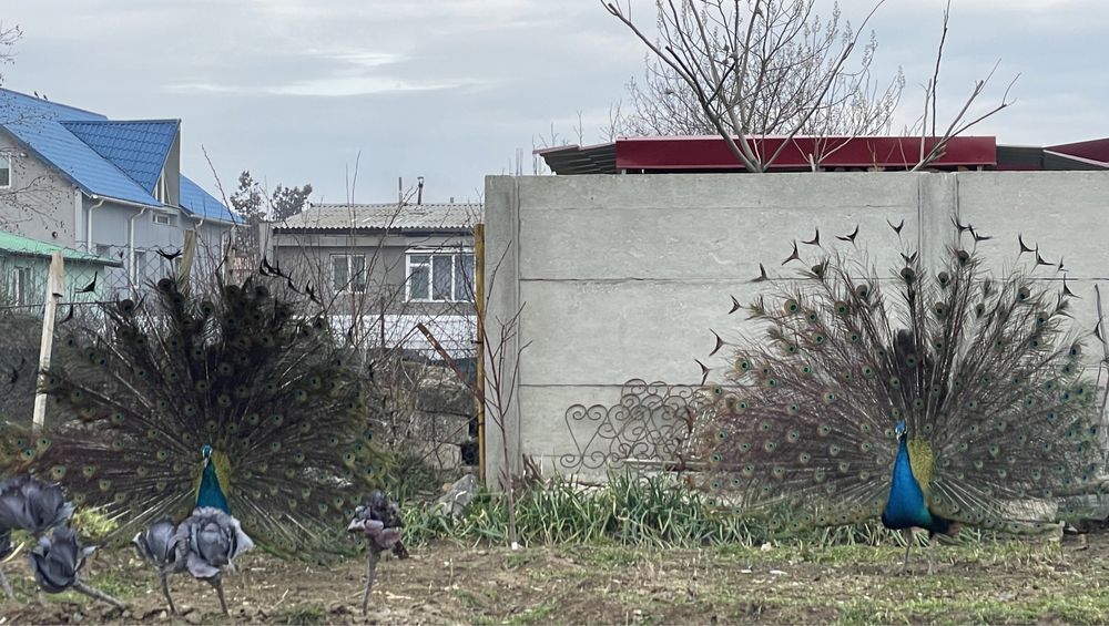 Păuni de vanzare sau schimb