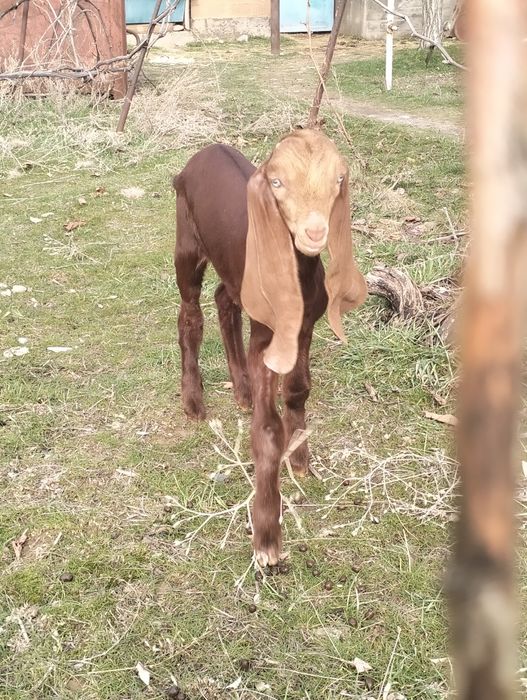 Продается козлёнок 50%камори, 50% битал !