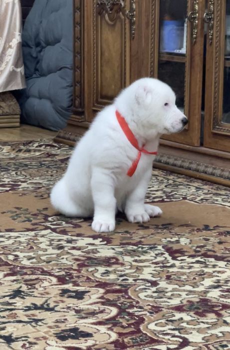 Продам белую медведицу алабайка