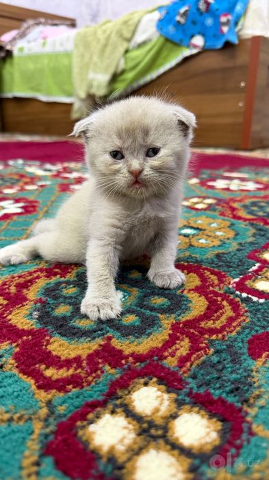 Scottish Fold 1 oylik